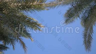 绿色的棕榈叶在阳光和蓝天的背景下随风<strong>飘</strong>扬。 放置你的文本。 4k<strong>视频</strong>